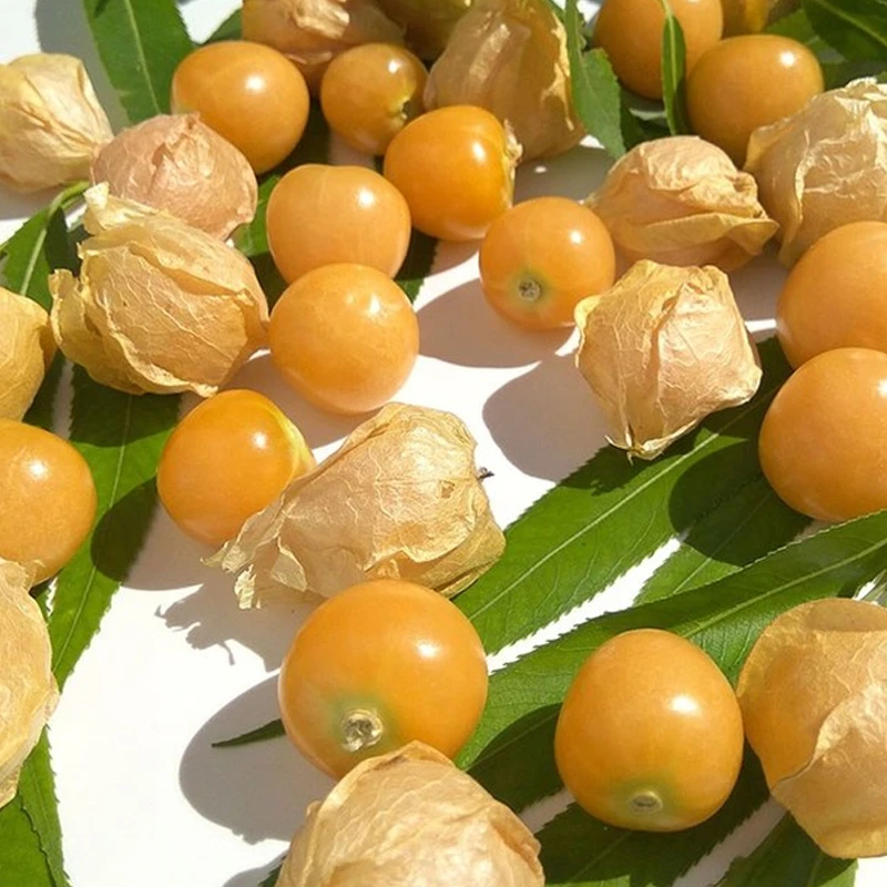 菇娘果种子种苗特菜水果盆栽小菜园儿时口感四季种植寿光蔬菜籽苗