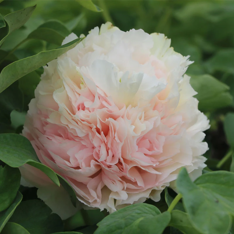 牡丹花苗粉白色 雪山青松