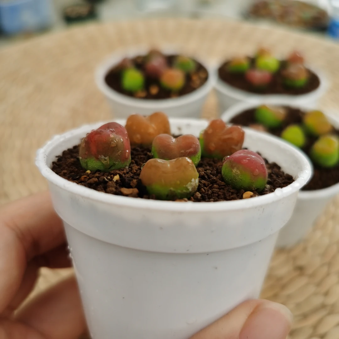 四号400-499福桃多肉