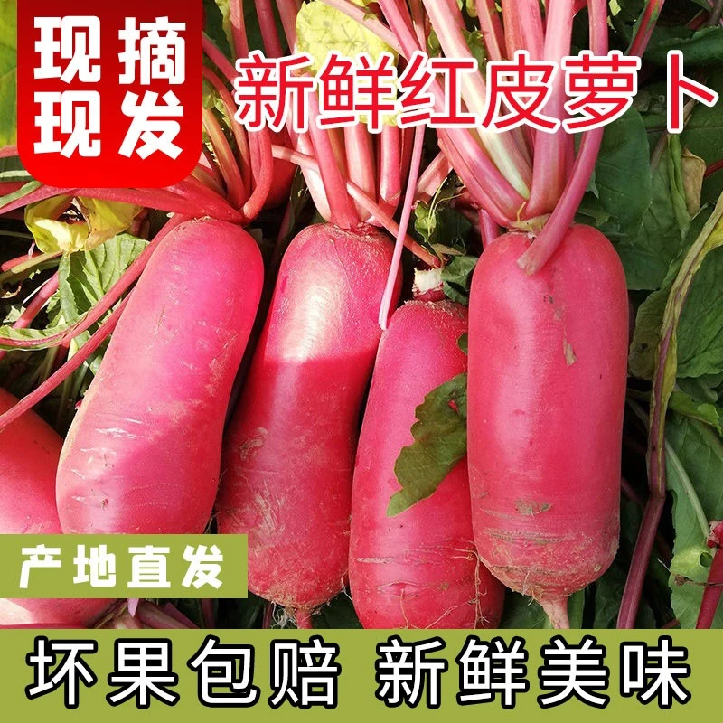 四川特产自种红皮萝卜5斤新鲜现摘白肉水萝卜泡菜胭脂萝卜3/8斤装