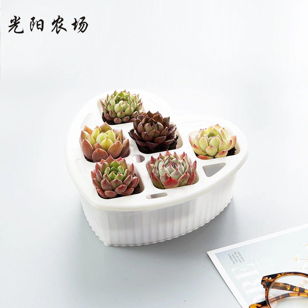【粉丝福利】光阳农场 多肉植物懒人组合6颗装带心形盆