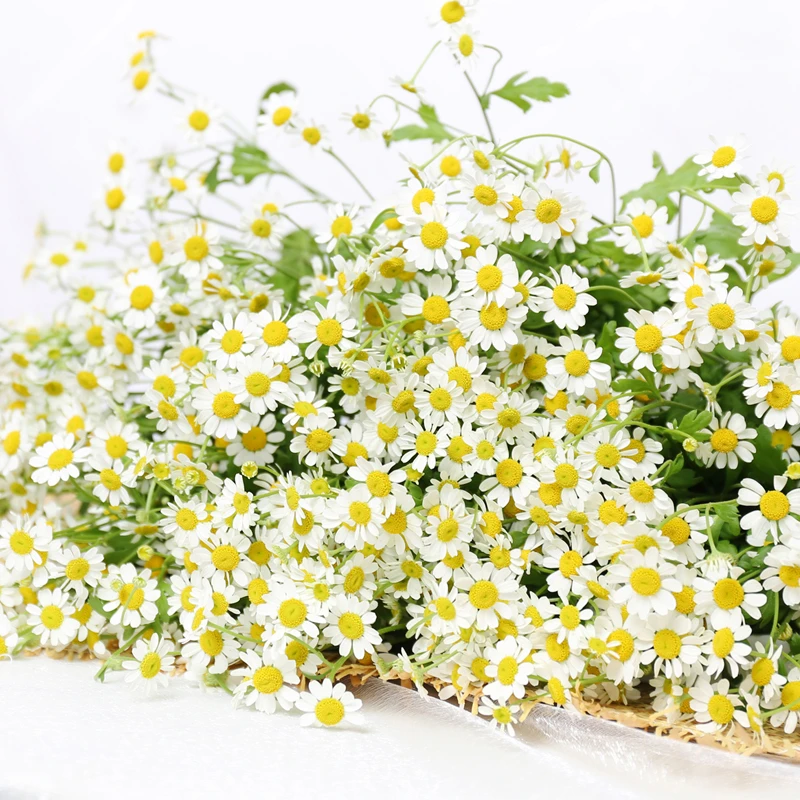 洋甘菊鲜花云南直发 昆明基地直批家用办公室水养鲜切花顺丰包邮