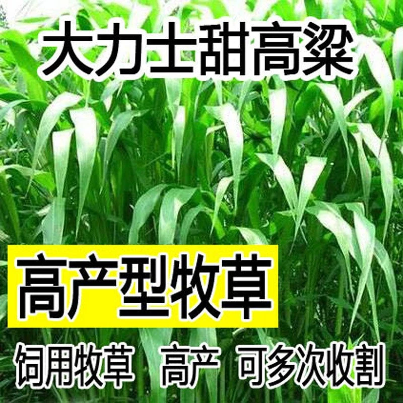 进口 大力士甜高粱牧草种多年生畜牧养殖四季再生甜高粱杆种籽