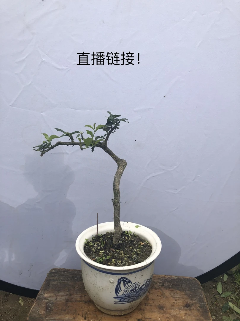 ①号金蛋子盆景  直播链接！直播链接！看清楚！