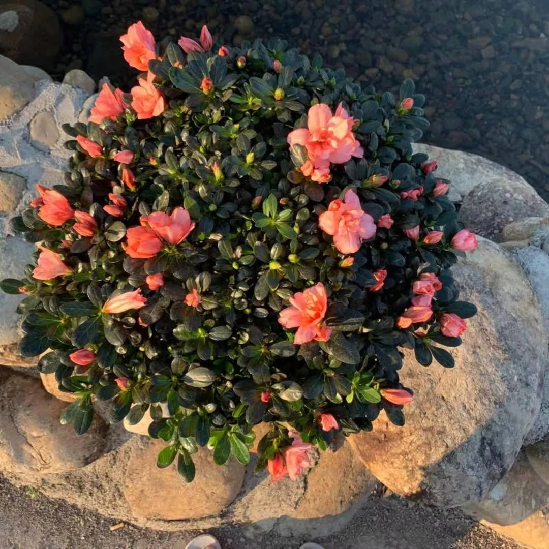 老盆樱桃红杜鹃盆栽花卉植物室内花带苞四季开花鲜花好养易活