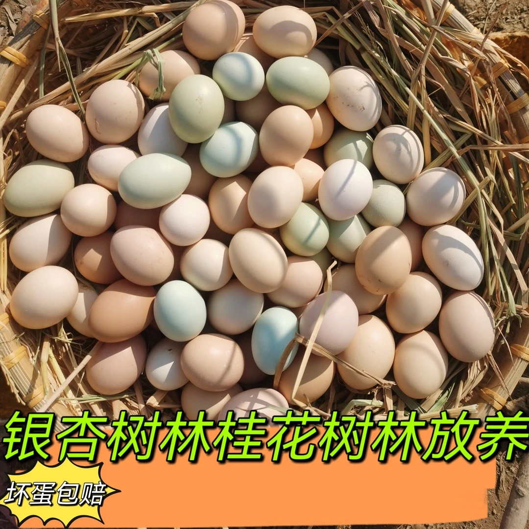 老家放养喂养新鲜土鸡蛋林间放养土鸡蛋玉米南瓜谷物喂养