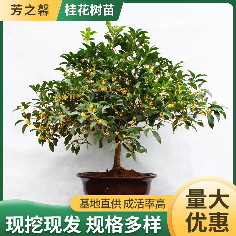 桂花树苗丹桂金桂八月桂四季桂庭院种植常绿绿化桂花盆栽观赏芳香