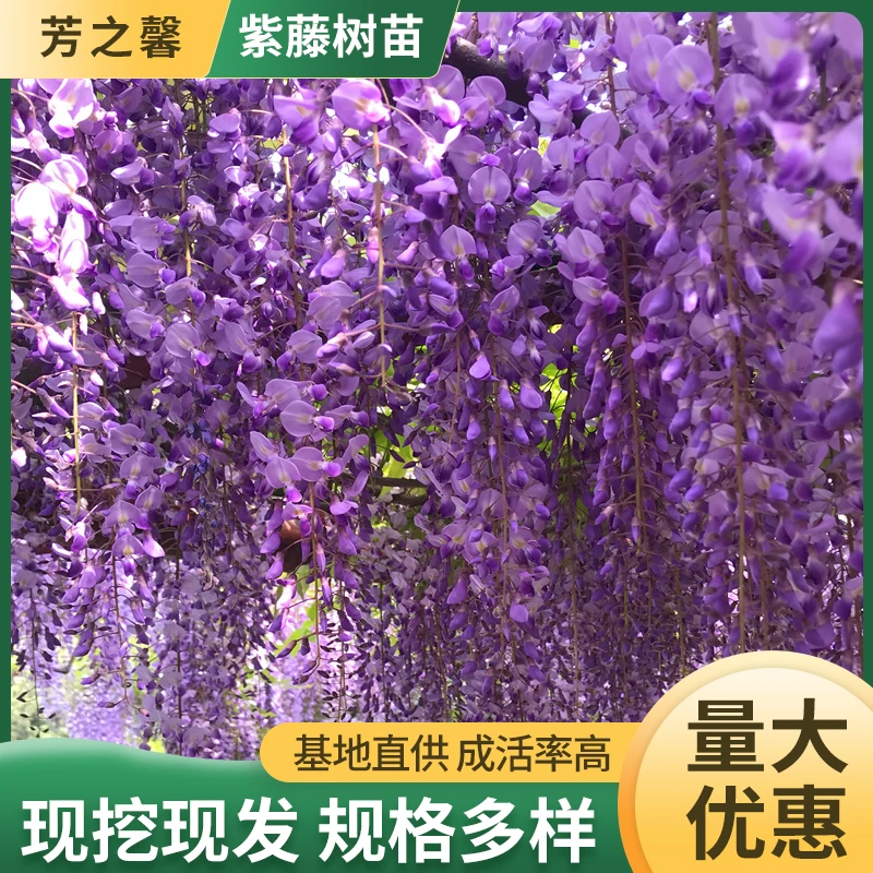 紫藤花紫藤树苗冬季耐寒紫藤长穗紫藤花卉阳台庭院盆栽紫藤绿化