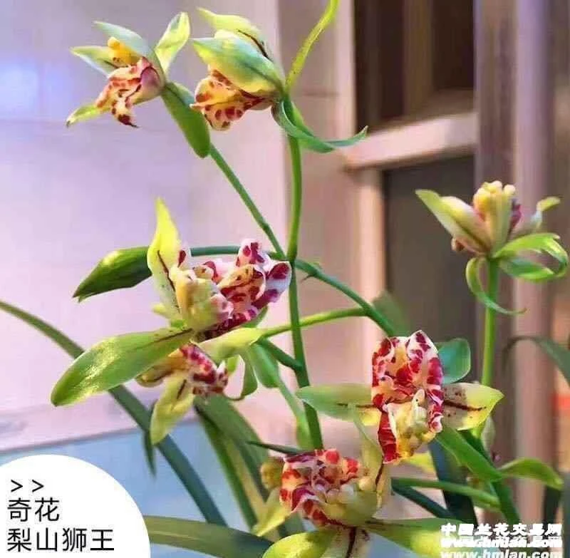 兰花苗 梨山狮王 夏季秋季、一盆4苗1花苞建兰四季兰浓香型绿植