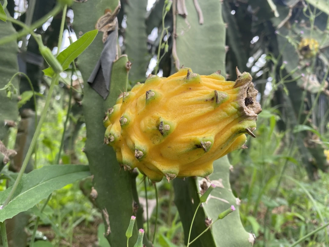 海南三亚燕窝果 礼盒装大果 8枚 坏果包赔 轻奢版新疆 西藏不发货