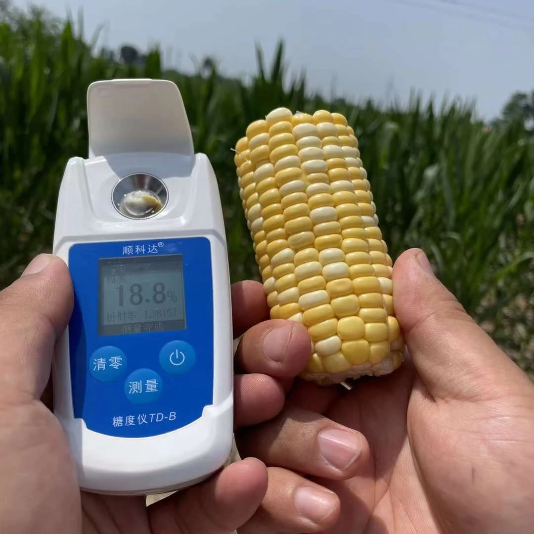 爽口18度甜旱地水果玉米5斤食用鲜嫩生吃多汁口感孕妇鲜甜甘甜