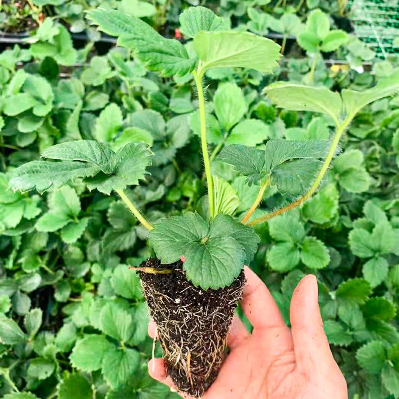 四季草莓苗 带土阳台盆栽小菜园种植秋冬季蔬菜苗秧