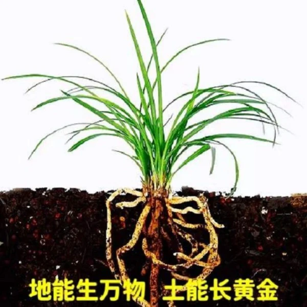 莲瓣营养土兰花土 腐殖土兰科植物用土 天然羊粪肥料栎树叶松树皮