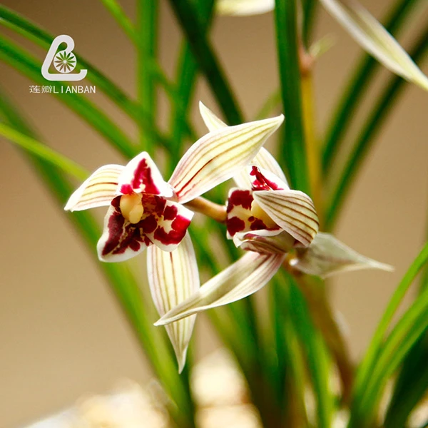 红满天 莲瓣名品三星蝶兰花莲瓣蕊蝶天赐蝶世外三杰三国鼎红室内