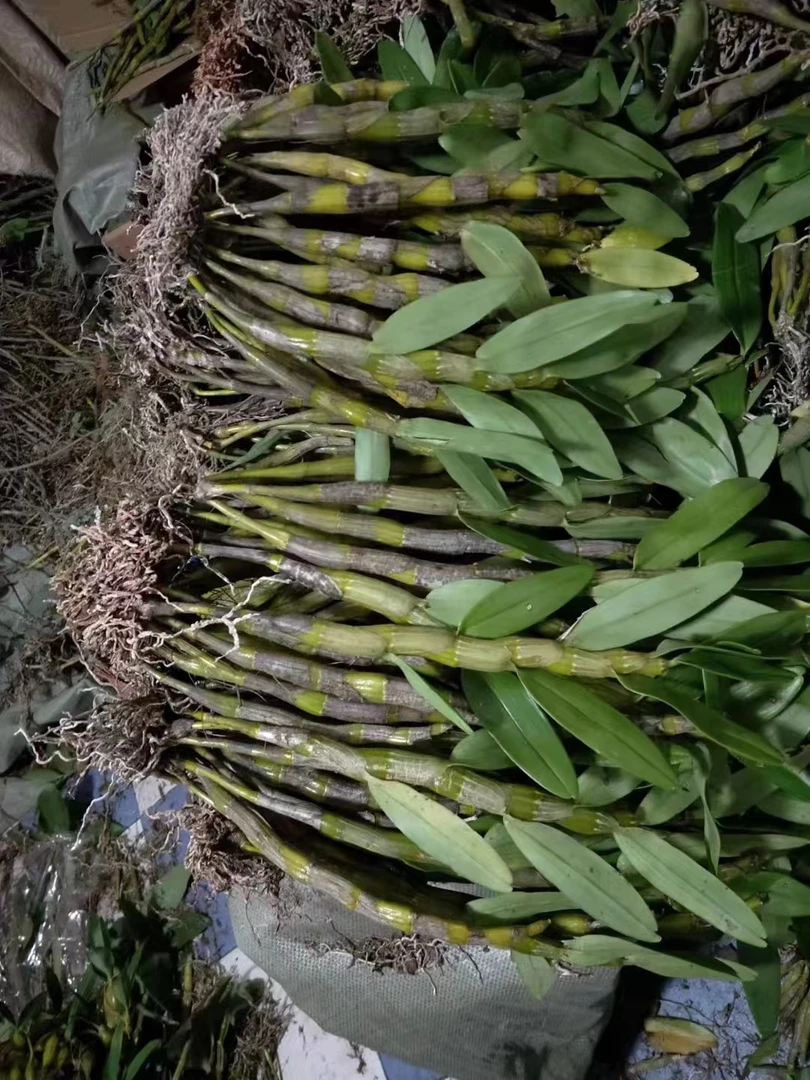 金钗石斛兰不用土的植物