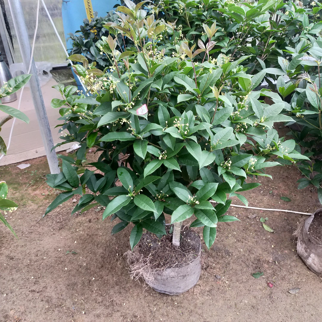 盆景桂花桩四季桂开花带香味室内外阳台庭院花卉绿植盆栽花