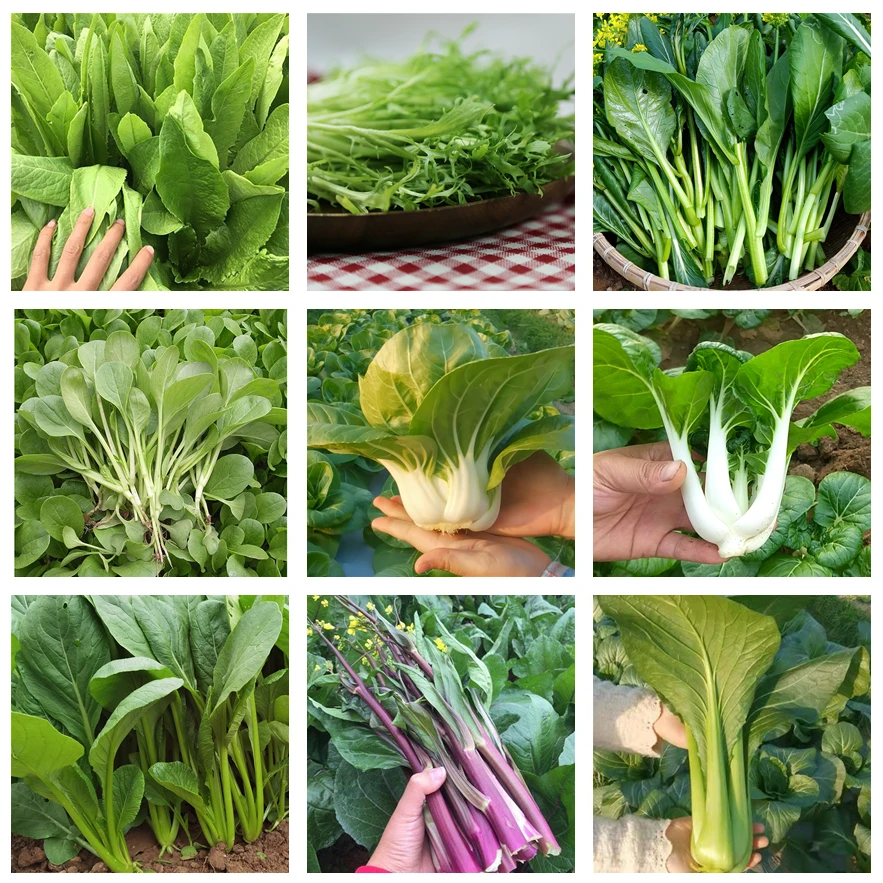 叶菜种子合集各种叶菜