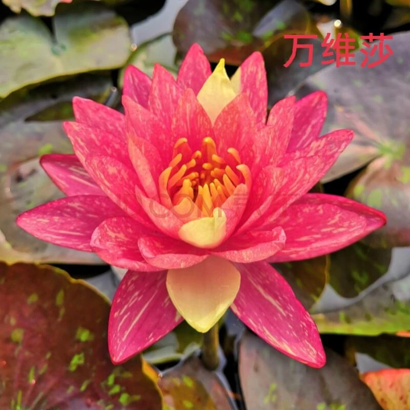 耐寒睡莲带花带花苞对版发货(万维莎)