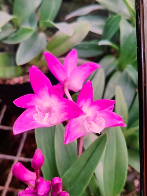 紫蝶石斛、绿植盆栽阳台桌面绿植