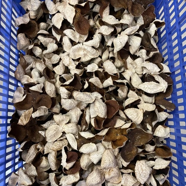 2020年新会天马大红皮   天马产区