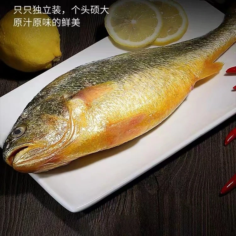 2条生态黄花鱼 450-500g/条   蒜瓣肉 顺丰包邮