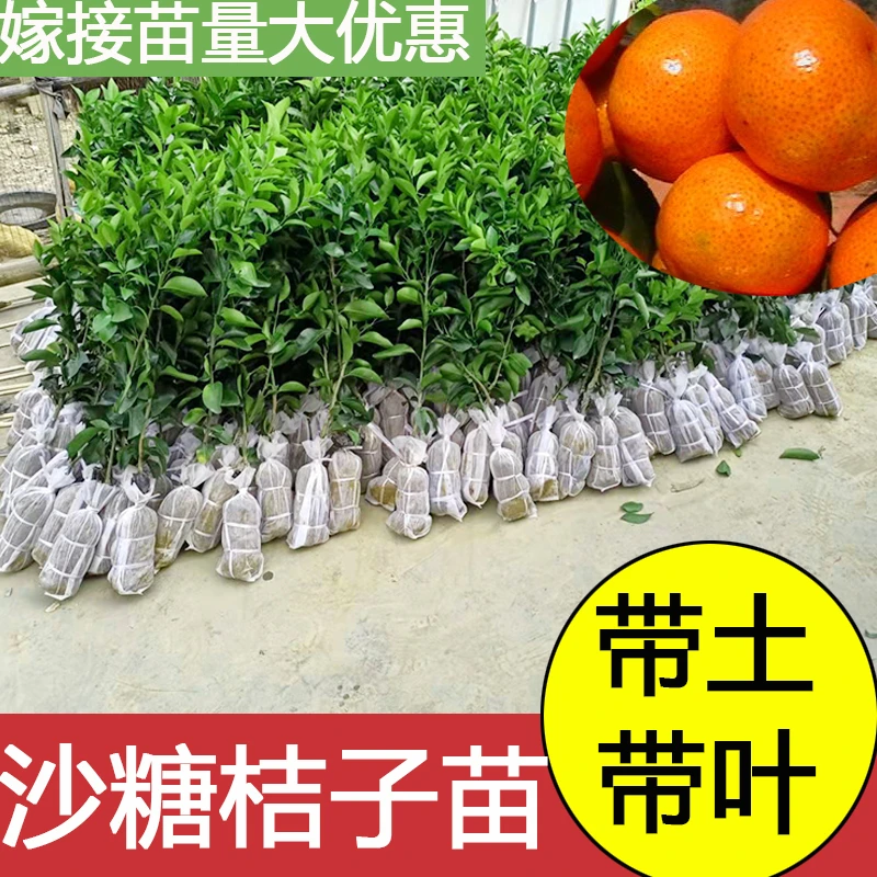 正宗嫁接广西沙糖桔子树苗金葵四会砂糖橘子盆栽柑橘结果南方种植