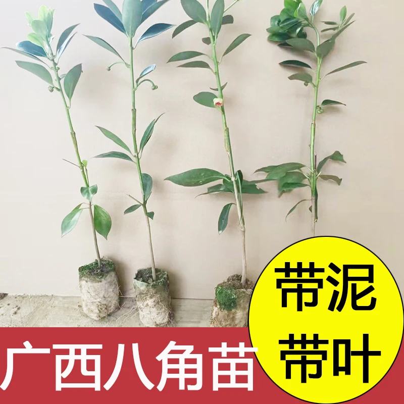 正宗广西嫁接八角苗食用茴香树苗大料大红八角小苗种植南北方种植