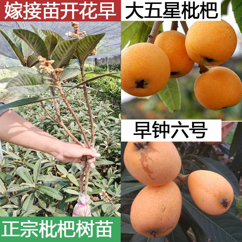 枇杷苗嫁接大五星果树苗地栽南北方种植盆栽庭院种琵琶苗早熟晚熟
