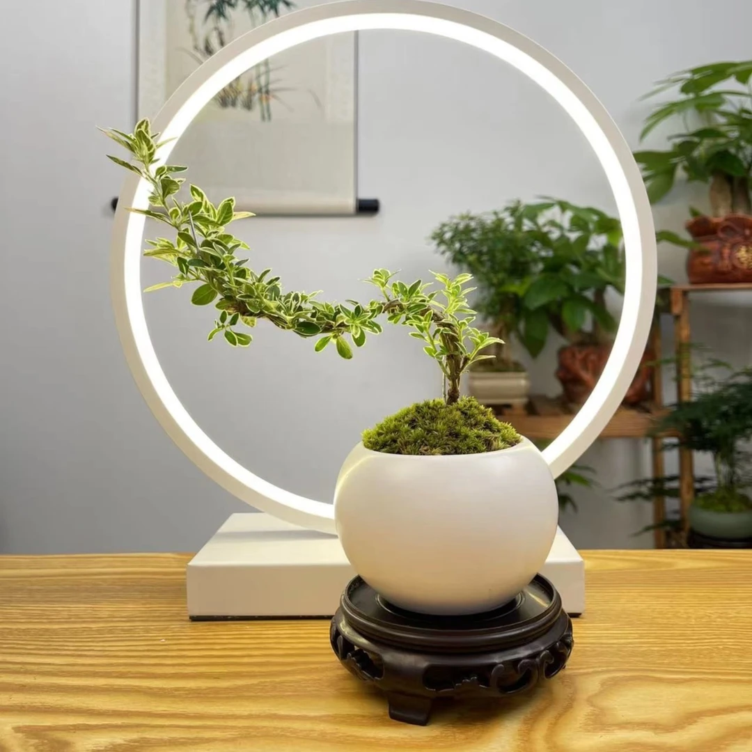 简约优雅白瓷盆悬崖金边六月雪微景迷你盆栽造型办公室绿植白花