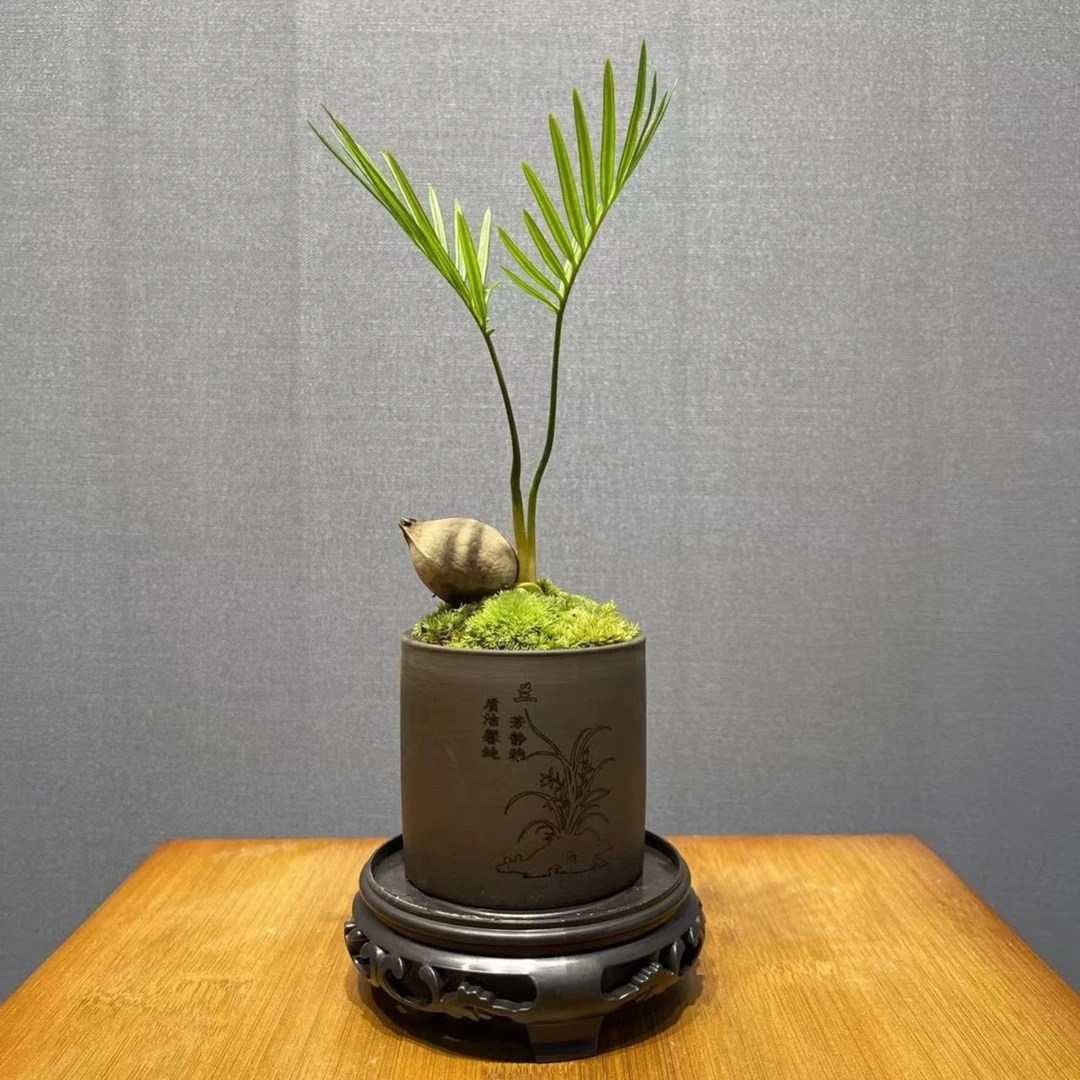 多款花卉绿植小叶赤楠、铁树、铁树宝宝-黄杨