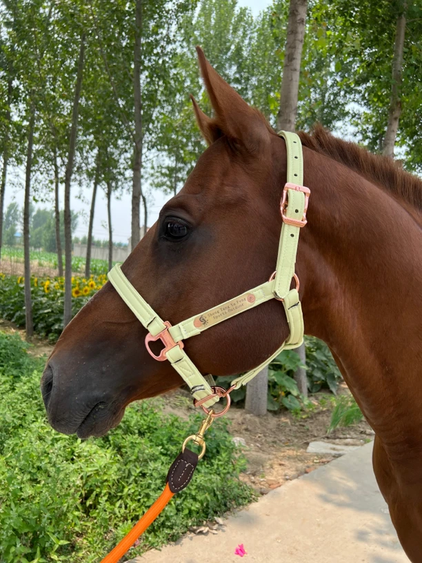 马术用品超纤皮笼头，