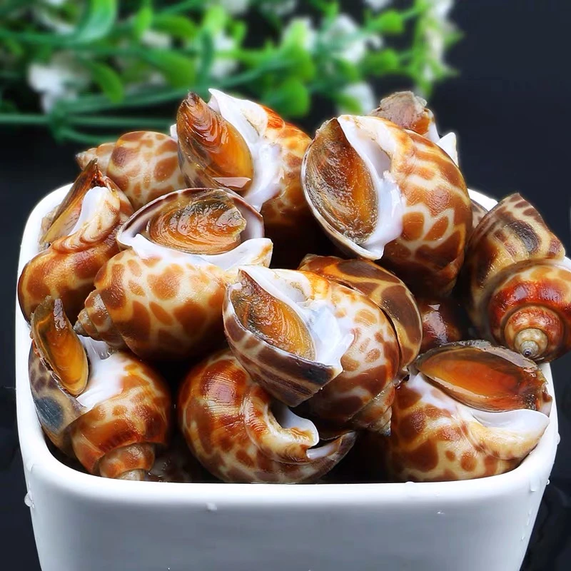 连云港发货 新鲜花螺2斤/4斤