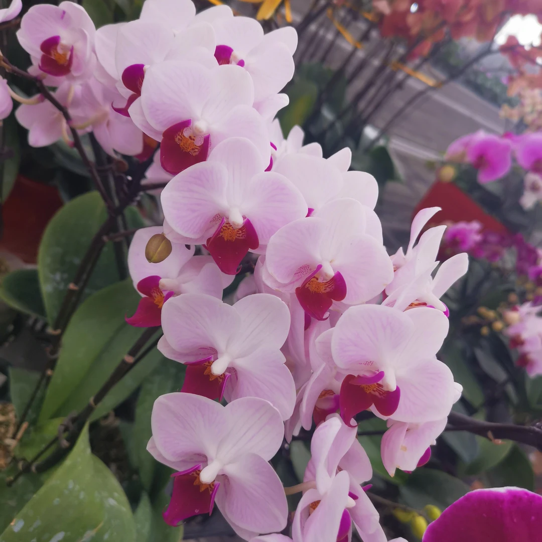 蝴蝶兰 第一名 带花苞