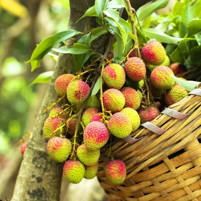 增城妃子笑荔枝净果5斤京东/顺丰现摘现发新鲜