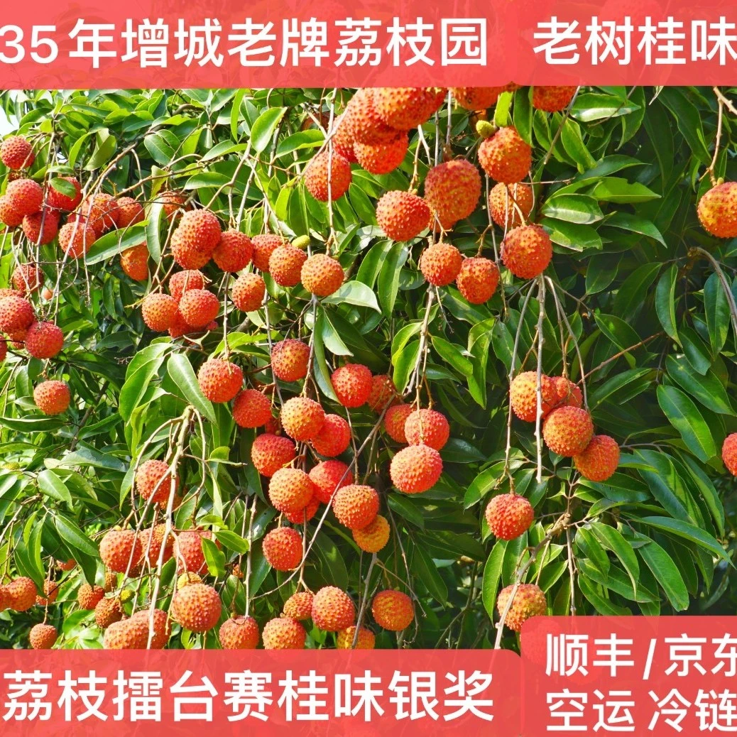 增城桂味荔枝 净果10斤 京东/顺丰省内包邮 自家37年老牌果园