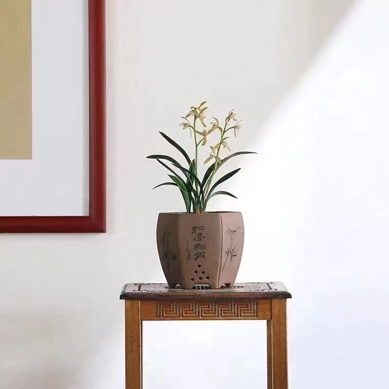 建兰四季兰浓香经典老品种 金边矮种 禅月达摩  兰花美观趣味栽培