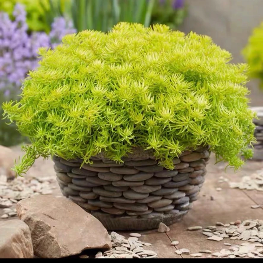 佛甲草盆栽花园庭院屋顶地栽绿化苗金叶草皮盆景多年前地被植物