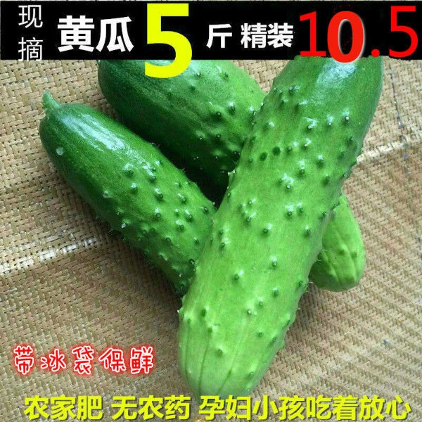 果们多东北旱黄瓜新鲜水果小黄瓜5斤孕妇蔬菜非山东海阳小青瓜