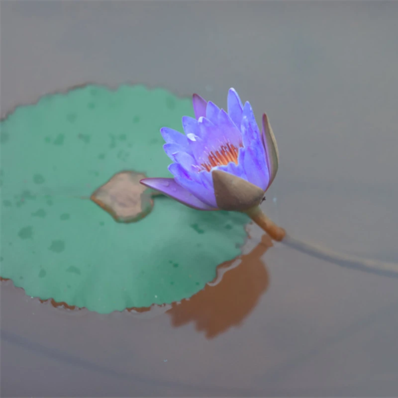 沙芭利服装运费补拍