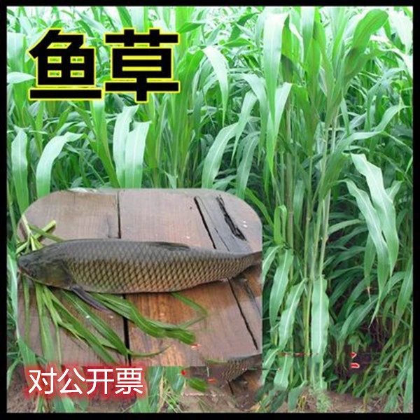 苏丹草种子南北方种植低洼地潮湿地任何土壤可种植鸡鸭鹅鱼猪牛羊