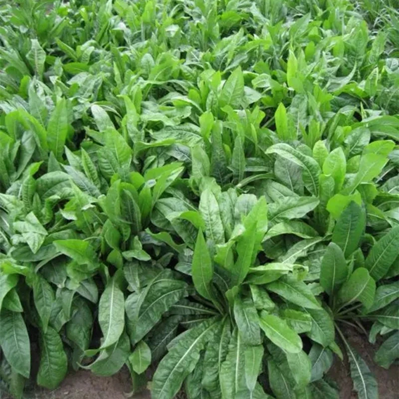 阔叶菊苣种子肥猪菜鸡鸭鹅兔四季常青牧草耐旱耐寒耐盐碱青饲料