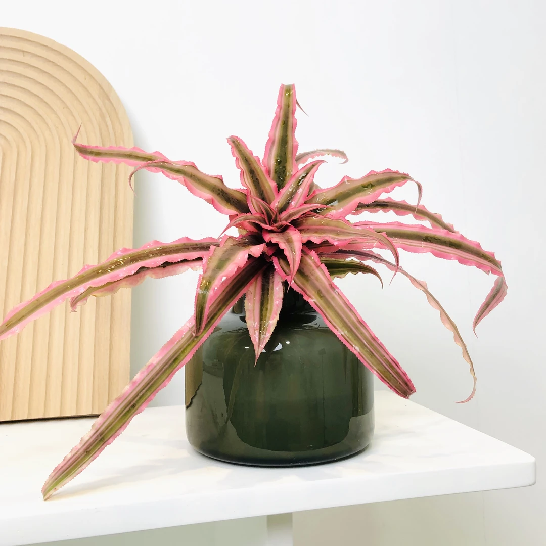 派大星空气凤梨水培盆栽盆景家居室内阳台前台美观好养花卉绿植