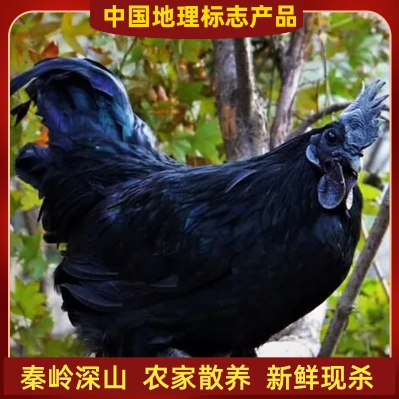 正宗略阳乌鸡新鲜现杀 秦岭农家散养五黑鸡 六点乌骨鸡2.3-3.7斤
