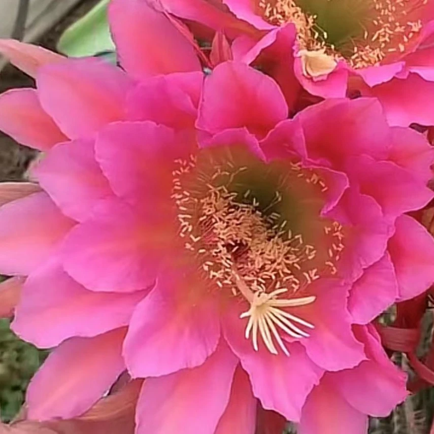 飞龙毛花柱侧芽（满20包邮）