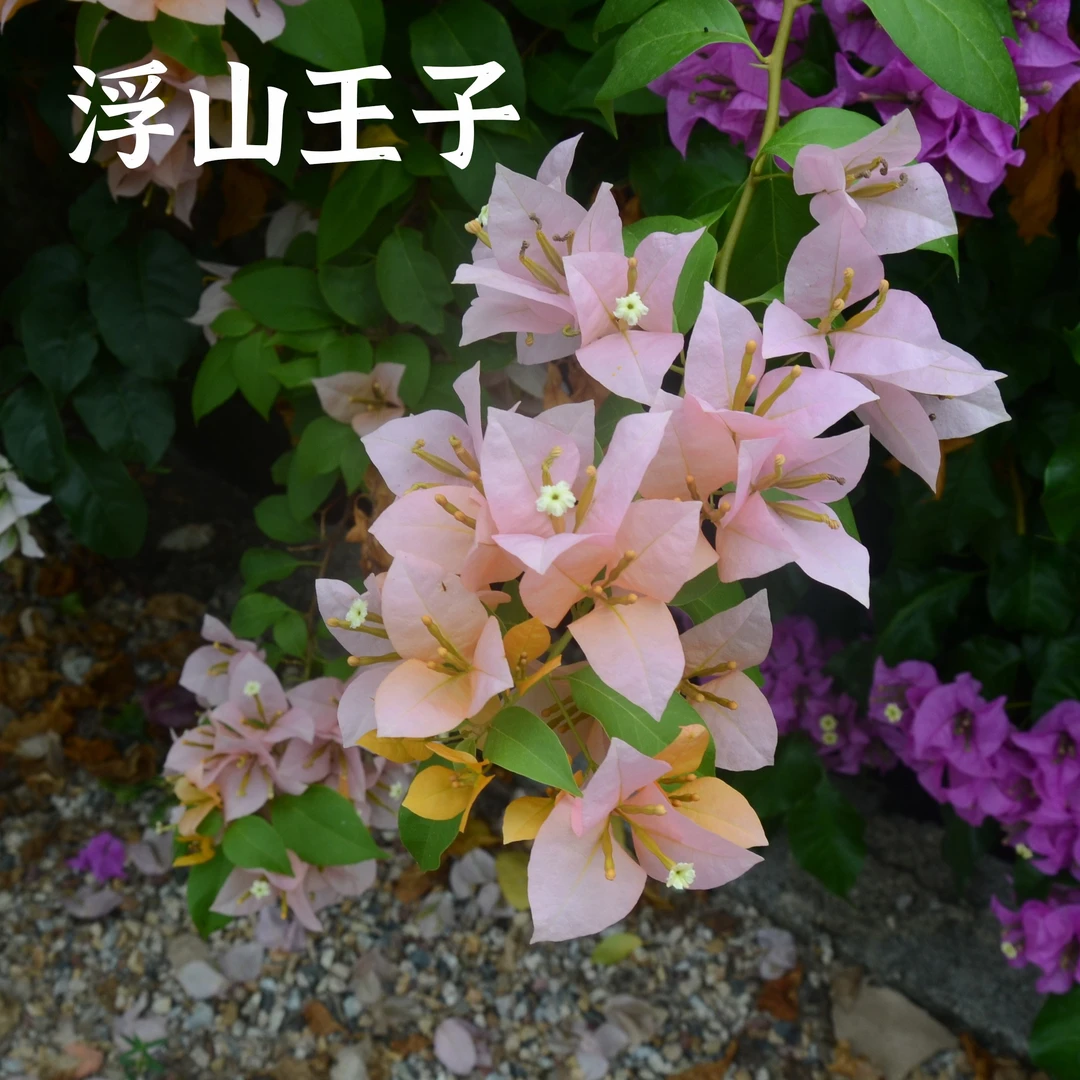 金发女郎三角梅浮山王子品种苗含盆喜阳垂吊橙粉色花阳台庭院植物