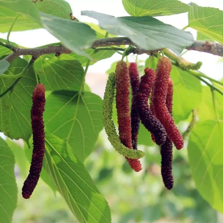 （顺丰包邮）台湾长桑果苗纯甜嫁接树苗四季无籽大十桑树苗果桑苗