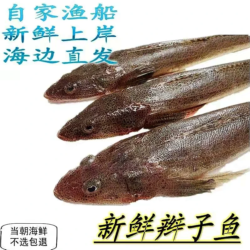 野生辫子鱼/牛尾鱼共5斤（约4-6条左右一斤）青岛顺丰速冻锁鲜发货
