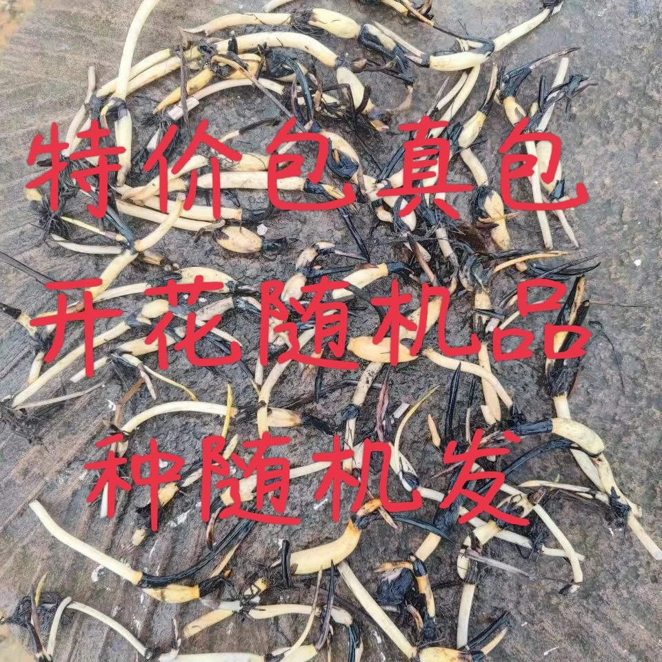 包真包开花碗莲荷花种藕真空包装路上无忧随机品种随机发自种自销