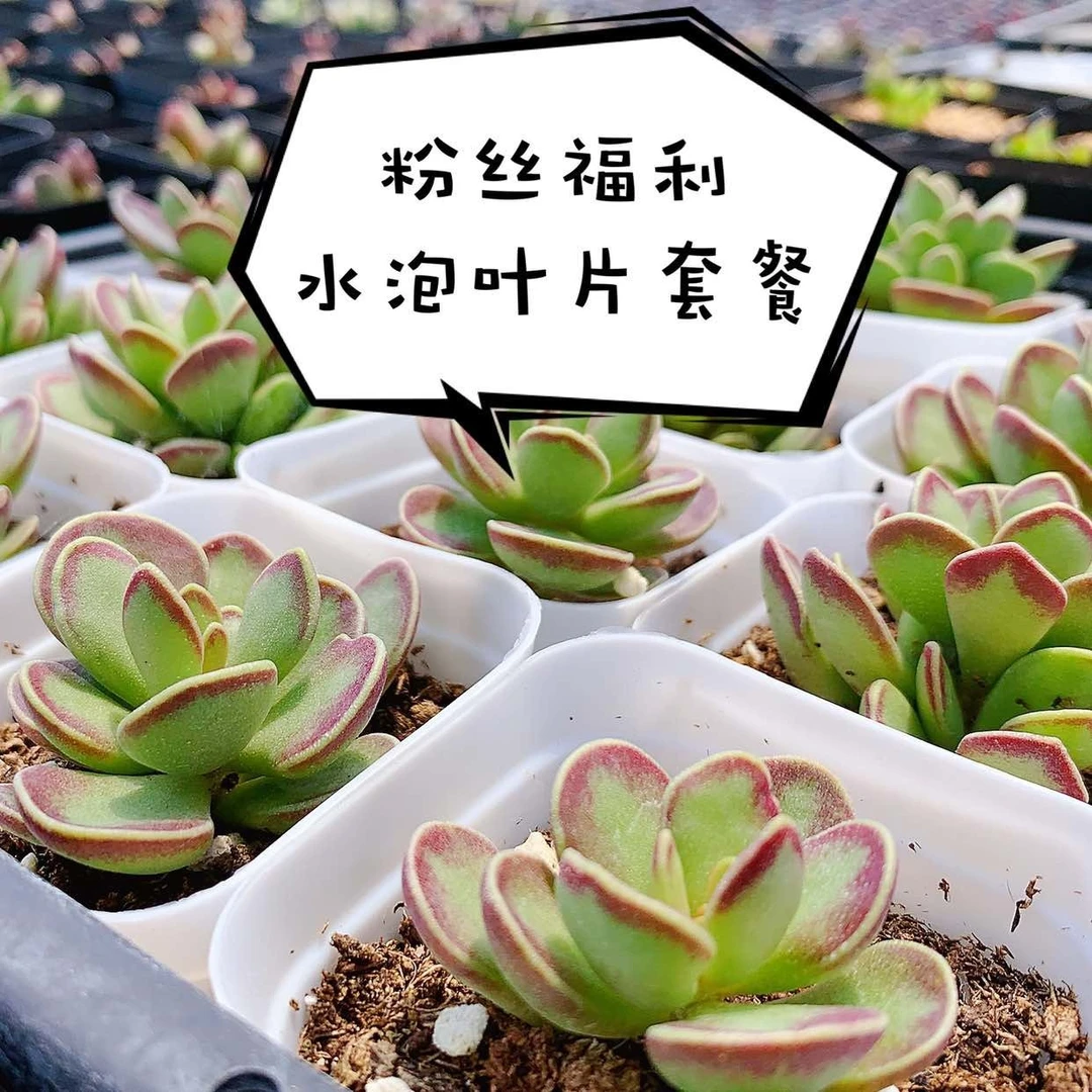 粉丝福利 水泡大全 水泡叶片套餐 叶片 叶插 稀有水泡 保证品种