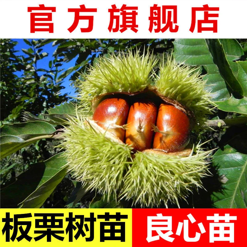 板栗苗嫁接大红袍果树苗盆景绿植庭院南北方种植品种正宗板栗树苗